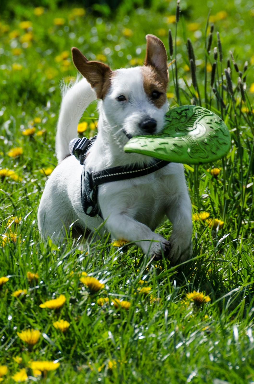 Jack russell terrier Kajsenborg's Jack Sparrow - Yndlingsbeskæftigelsen! billede 5