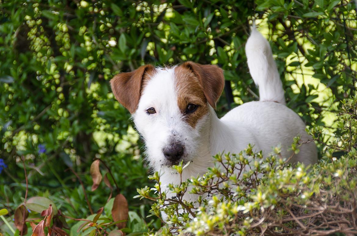 Jack russell terrier Kajsenborg's Jack Sparrow - Taget på fersk  gerning i haven. billede 6