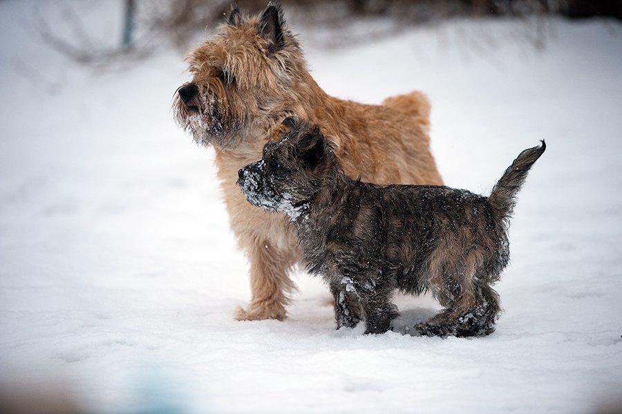 Cairn terrier Ebbe - Onkel Ebbe tager sig pænt af lille Lejse (Citta) billede 11