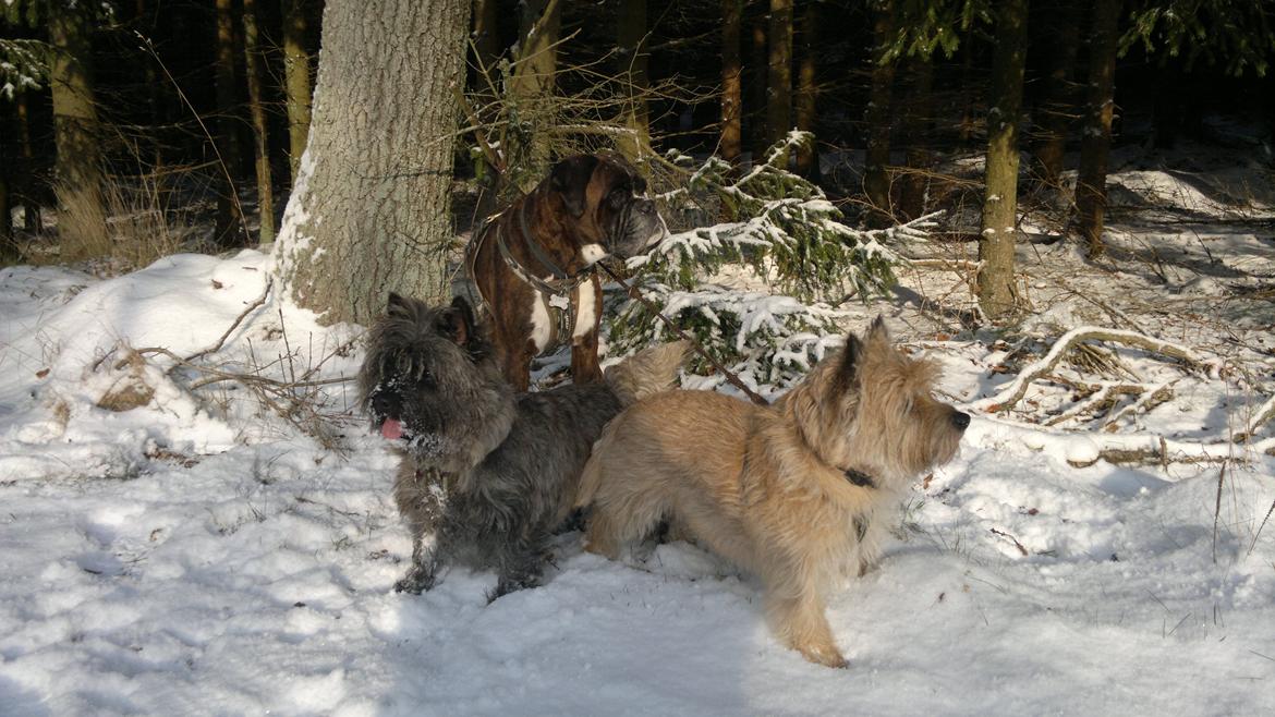 Cairn terrier Ebbe - På tur i skoven billede 16