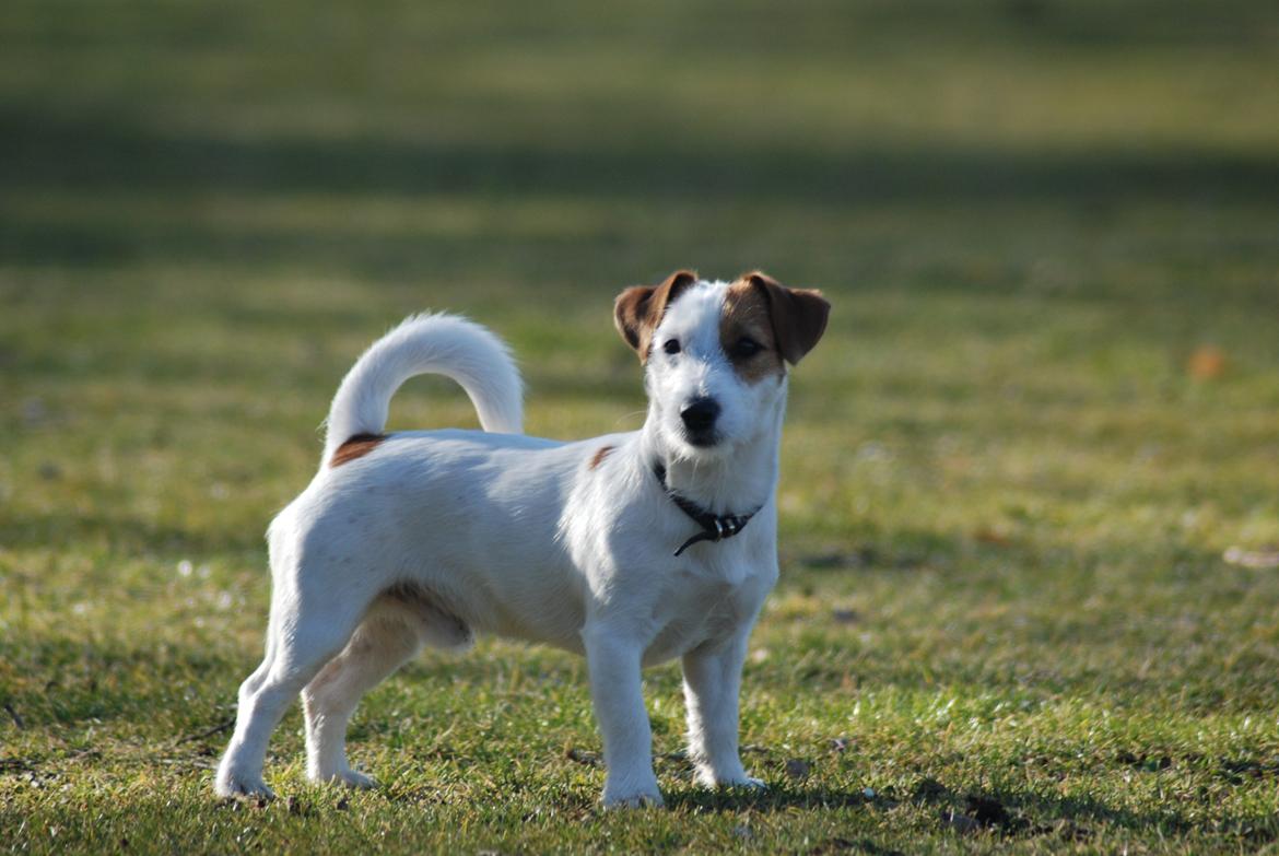 Jack russell terrier Kajsenborg's Jack Sparrow billede 13
