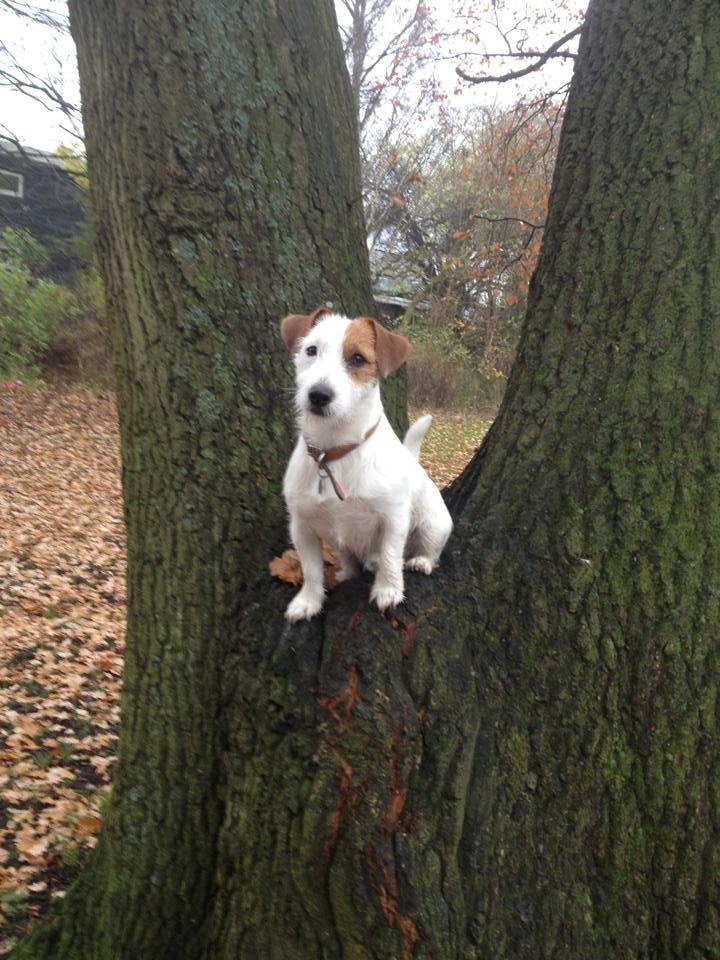 Jack russell terrier Kajsenborg's Jack Sparrow - Lækker træhund :) billede 14