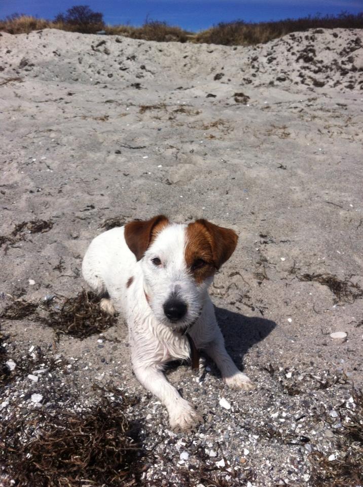 Jack russell terrier Kajsenborg's Jack Sparrow - En tur på stranden. billede 15