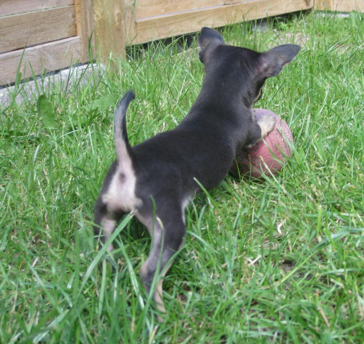 Chihuahua Cille billede 5