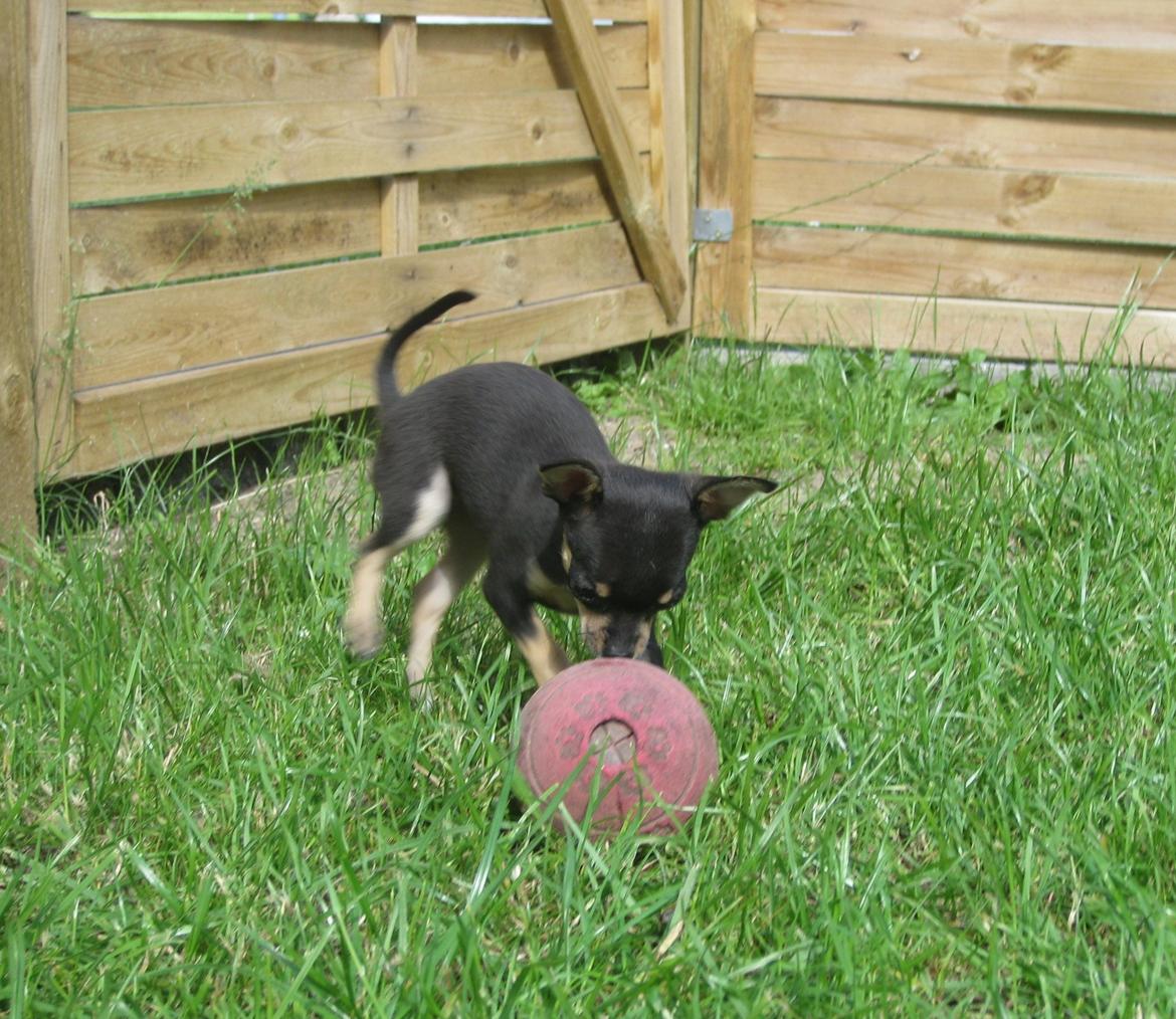 Chihuahua Cille billede 7