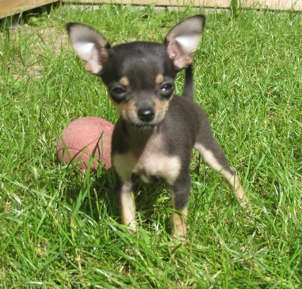 Chihuahua Cille billede 1