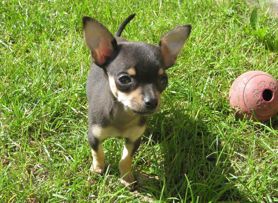 Chihuahua Cille billede 2