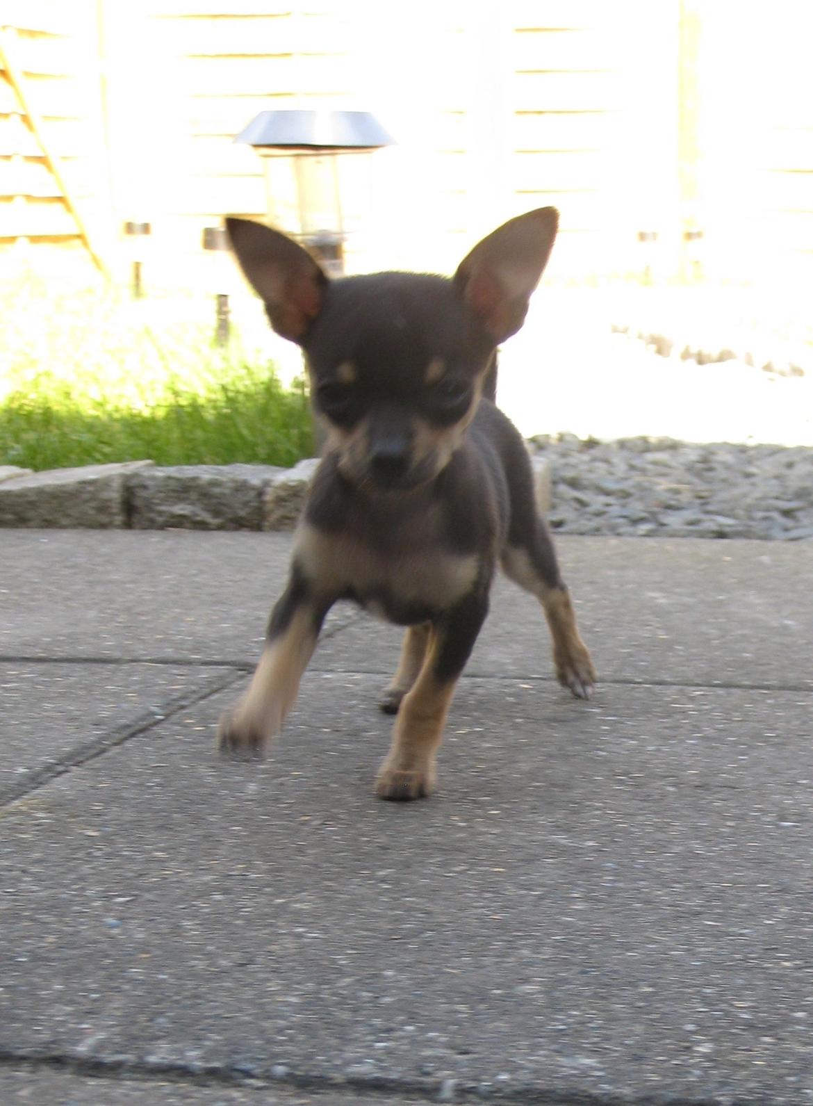 Chihuahua Cille billede 8