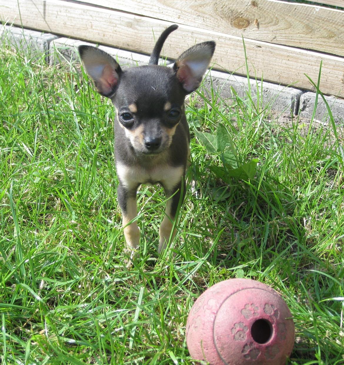Chihuahua Cille billede 3