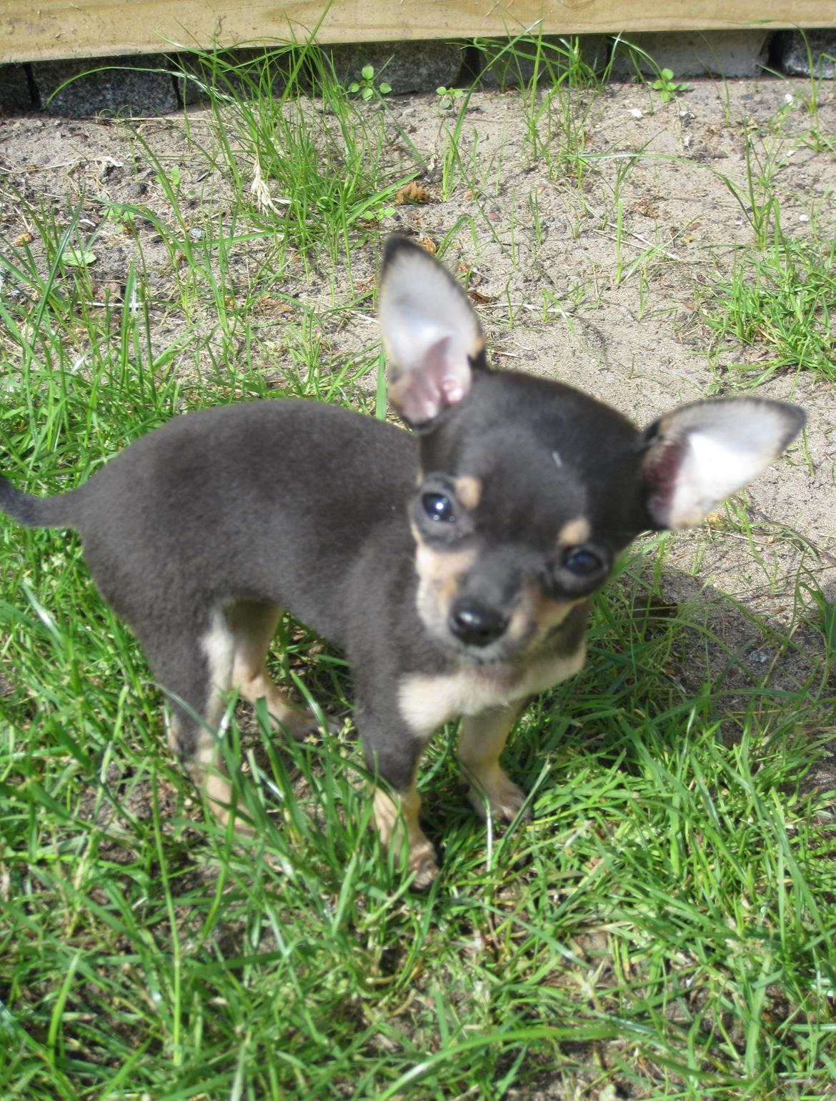 Chihuahua Cille billede 4