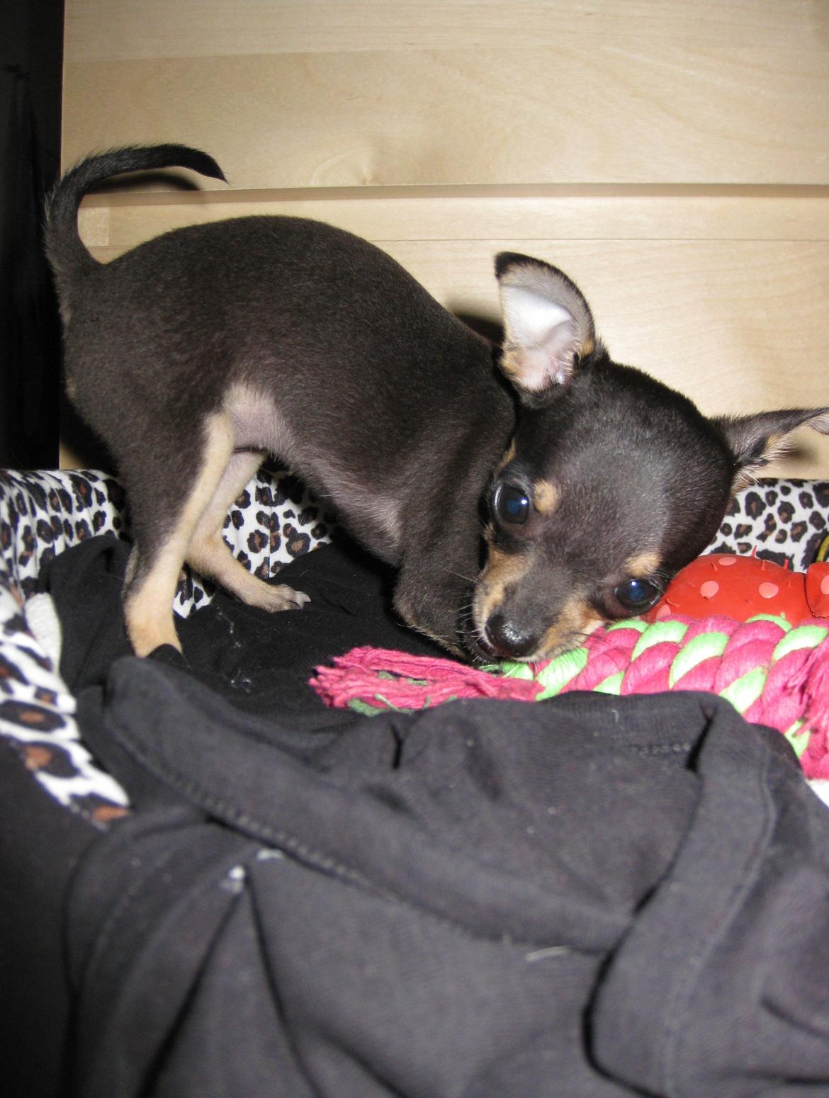 Chihuahua Cille billede 9