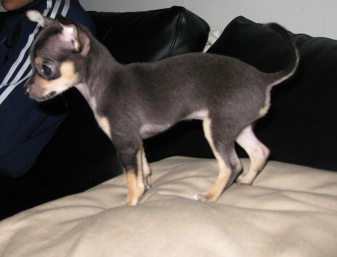Chihuahua Cille billede 11
