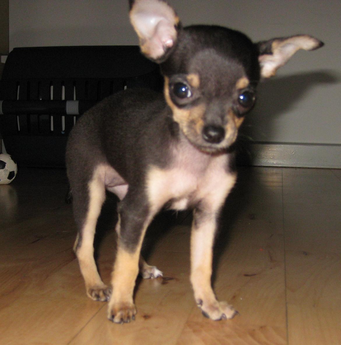 Chihuahua Cille billede 10