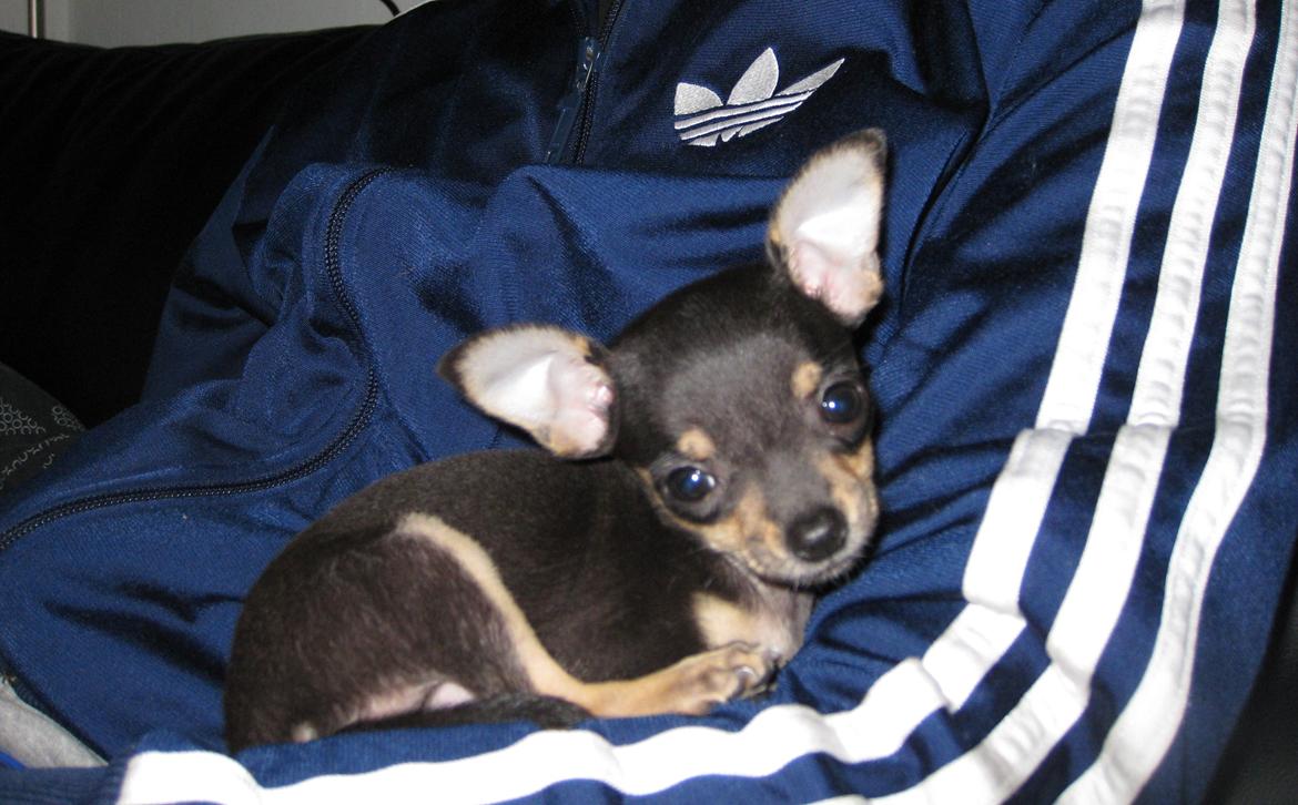 Chihuahua Cille billede 12