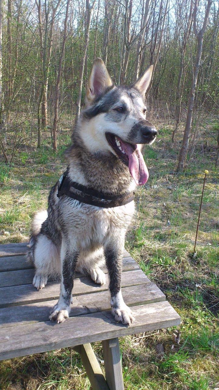 Alaskan malamute Maya - Beskidt?! -Nej da ;) billede 6