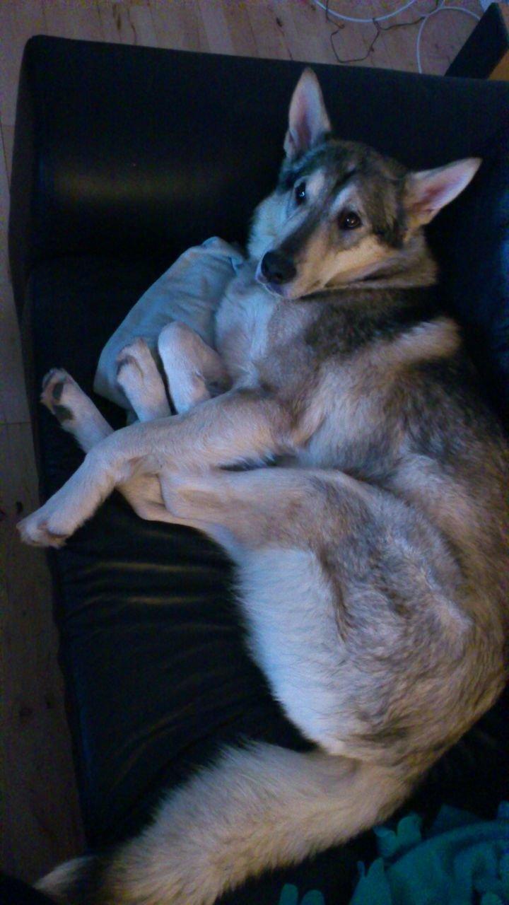 Alaskan malamute Maya billede 7