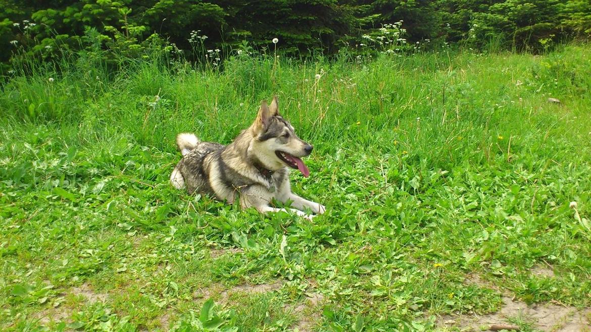 Alaskan malamute Maya billede 8
