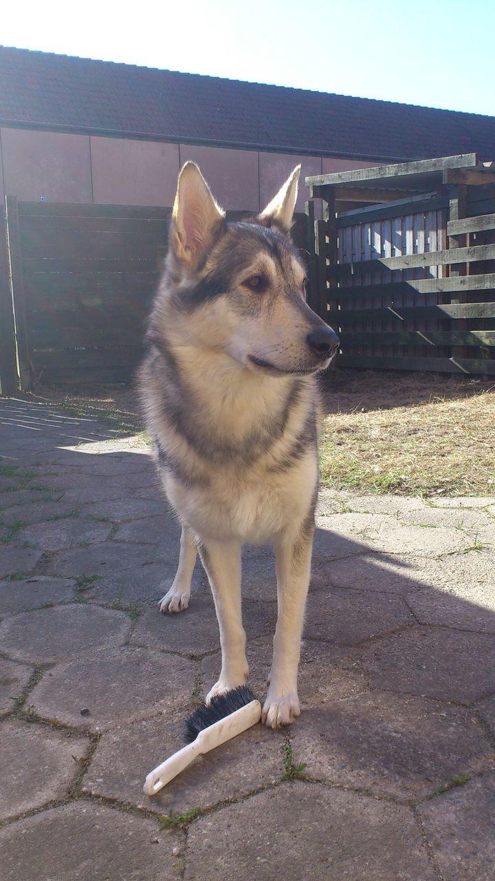 Alaskan malamute Maya - Juni 2013 billede 9