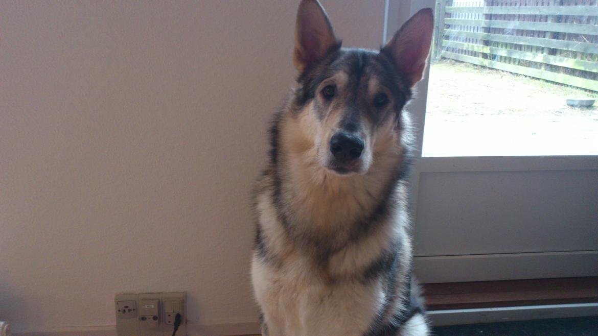 Alaskan malamute Maya - Sagde du LEVERPOSTEJ ?? ;) billede 10