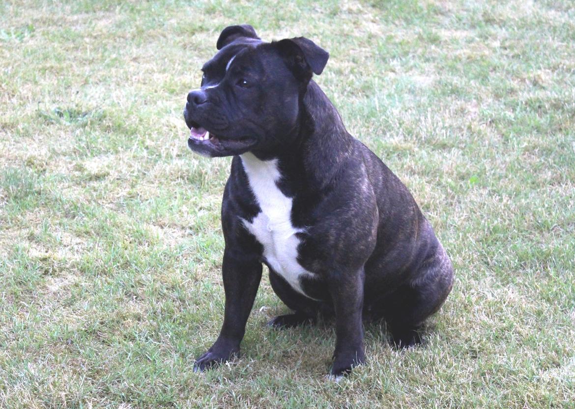 Olde english bulldogge Bodil - 10 mdr billede 4