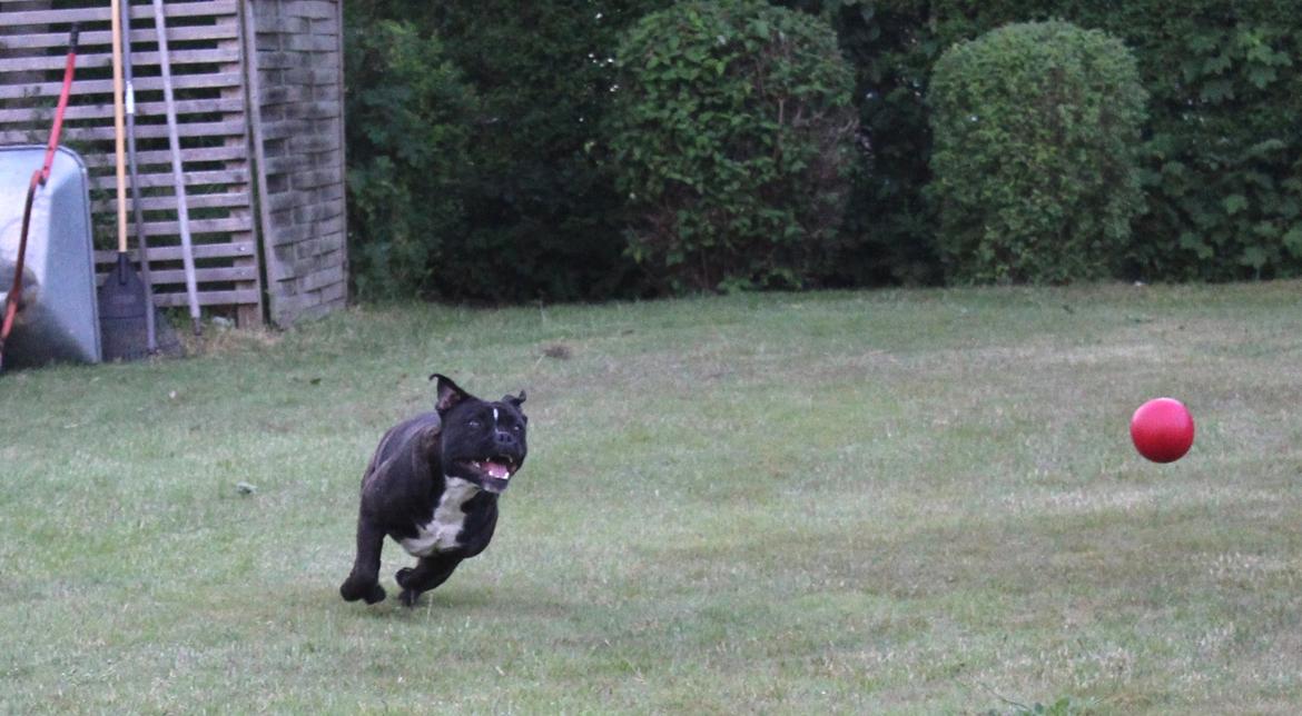 Olde english bulldogge Bodil - 10 mdr., så leger vi lige med bold :-) billede 6