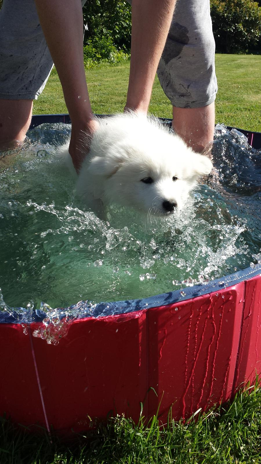 Samojedhund Mille billede 14