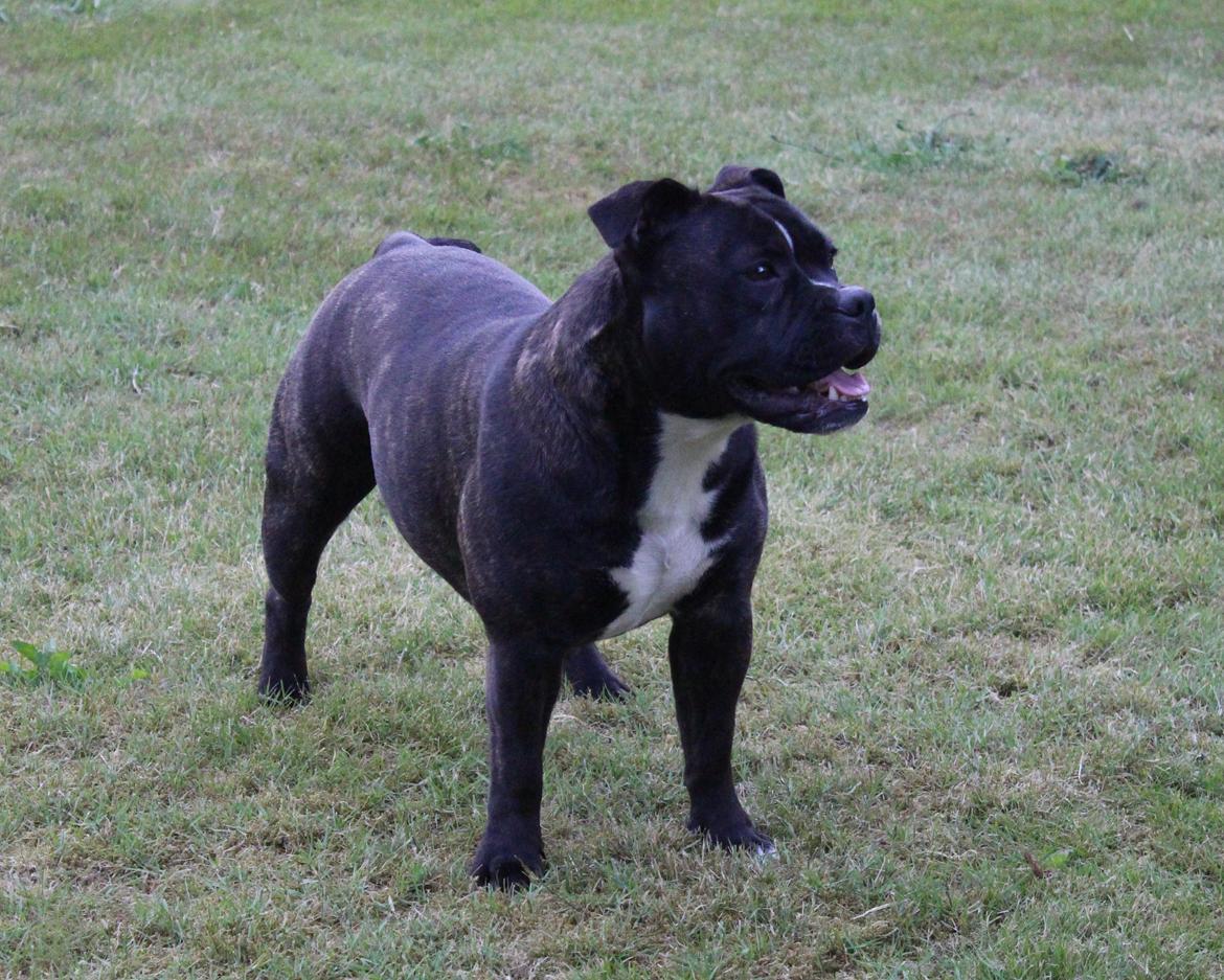 Olde english bulldogge Bodil - 10 mdr. billede 7