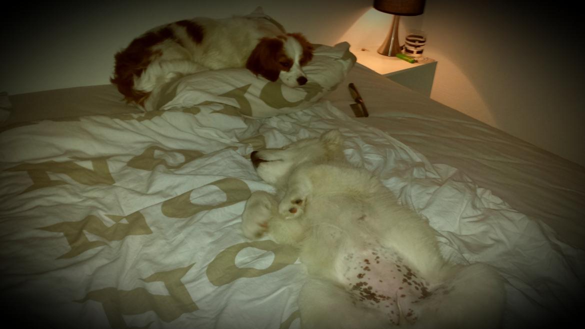 Samojedhund Mille billede 15