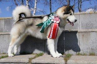 Alaskan malamute My Alaskan Final Dash (Koda) billede 1