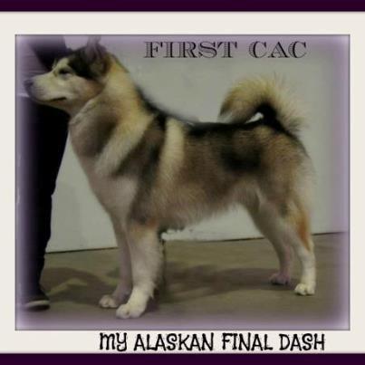 Alaskan malamute My Alaskan Final Dash (Koda) billede 20
