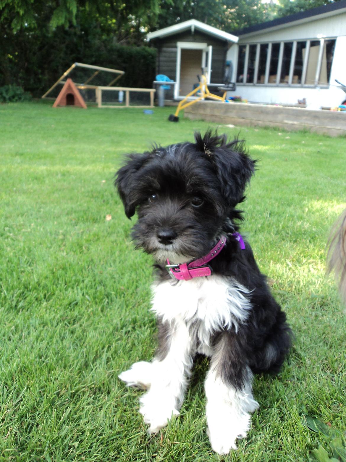 Blanding af racer Bella billede 1