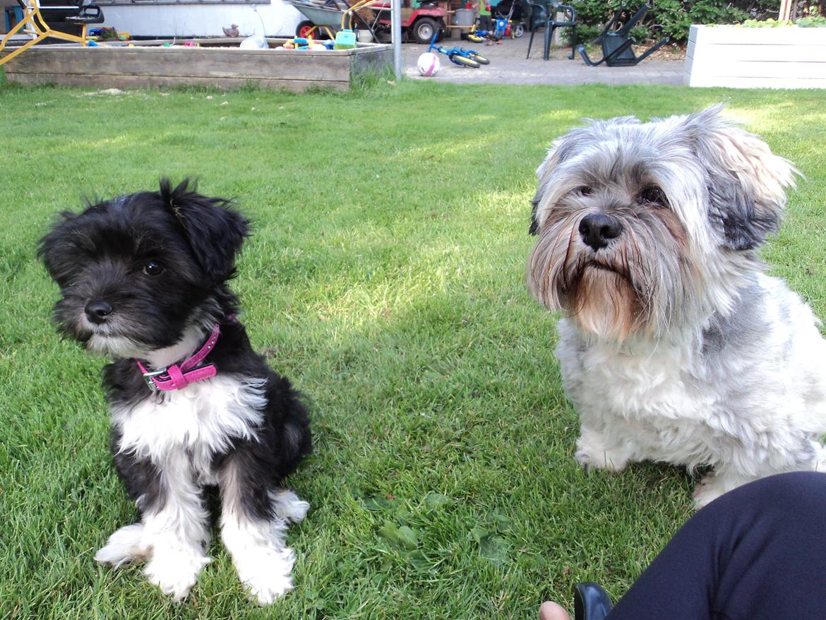 Blanding af racer Bella billede 10