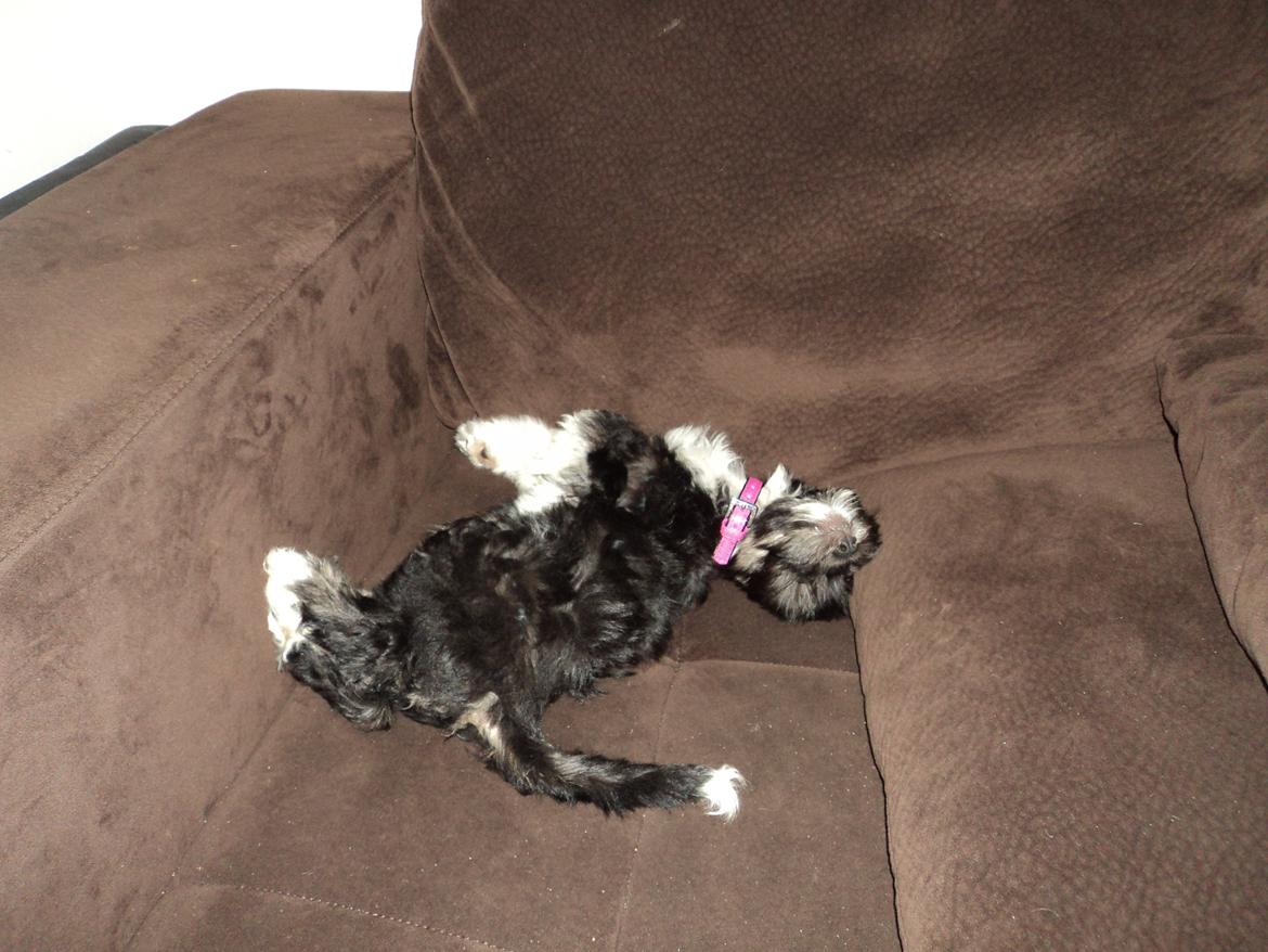 Blanding af racer Bella billede 11