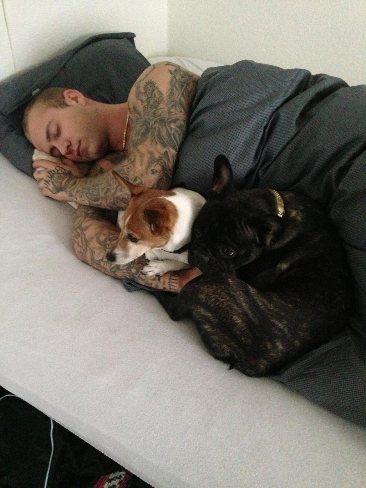 Fransk bulldog Fiona <3 billede 1