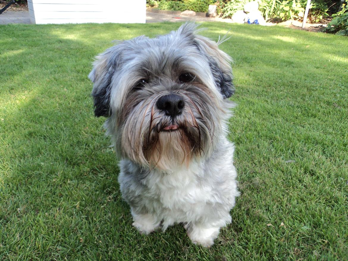 Lhasa apso Frido billede 1