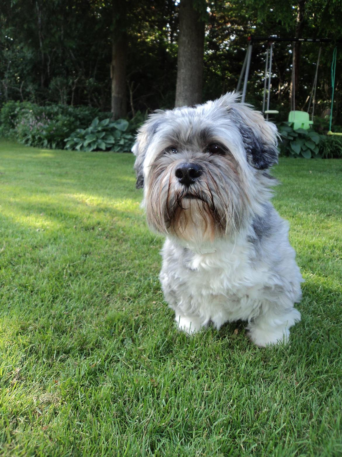 Lhasa apso Frido billede 2