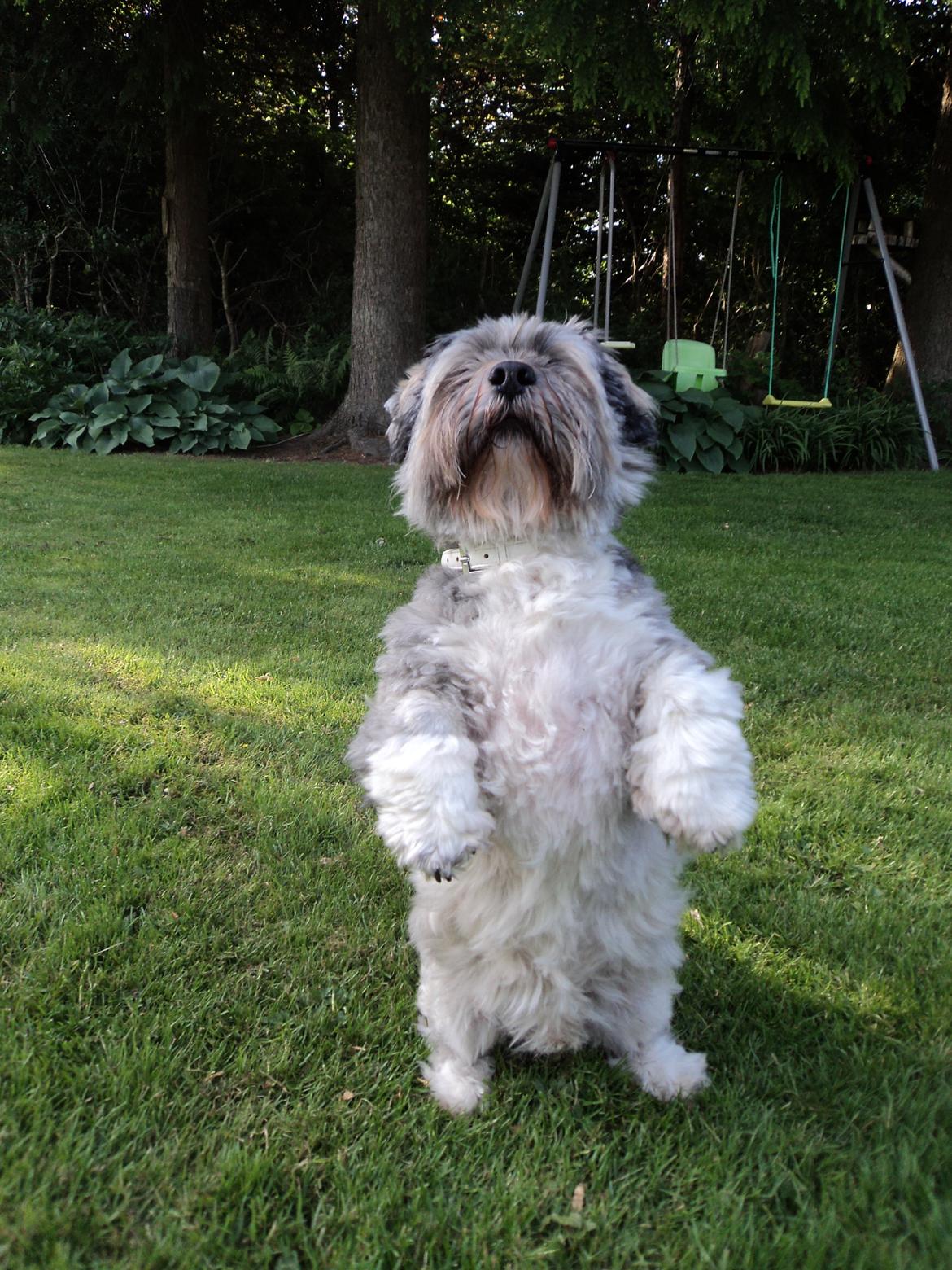 Lhasa apso Frido billede 12