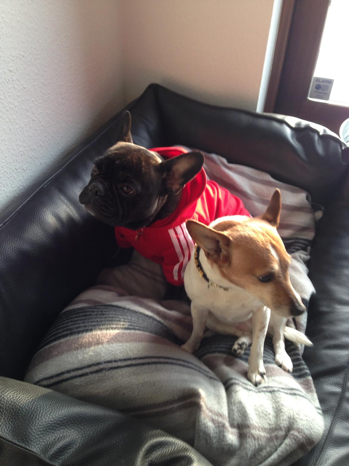 Fransk bulldog Fiona <3 billede 3