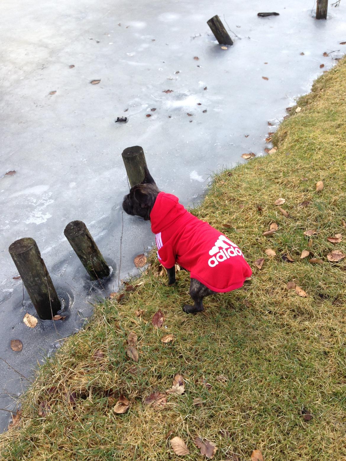 Fransk bulldog Fiona <3 billede 4