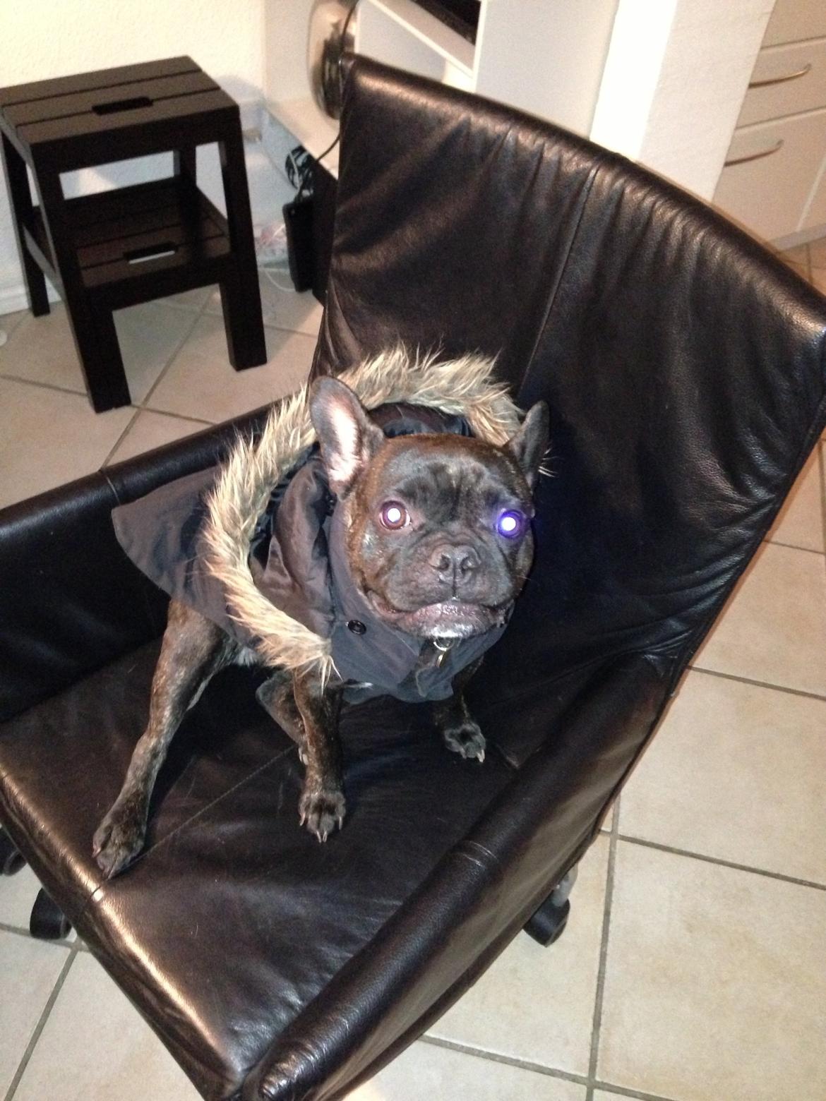 Fransk bulldog Fiona <3 billede 5