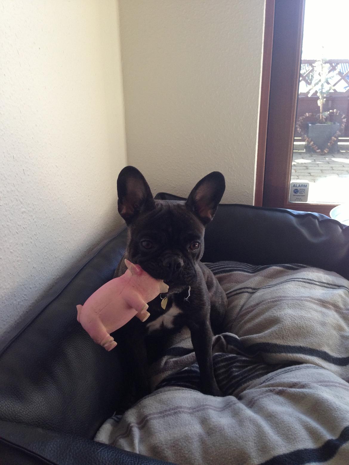 Fransk bulldog Fiona <3 billede 6