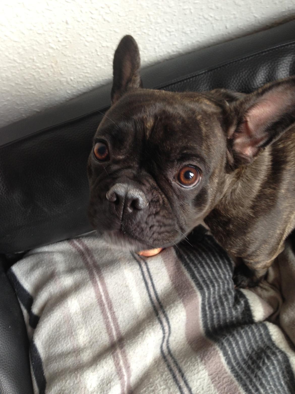 Fransk bulldog Fiona <3 billede 7