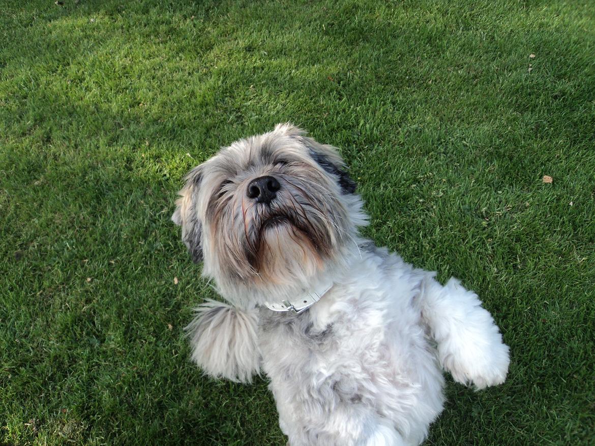 Lhasa apso Frido billede 13