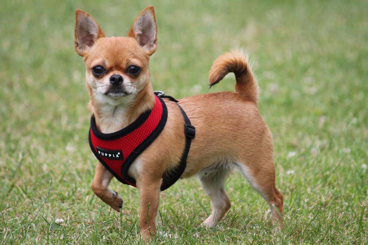 Chihuahua Chihuanas Flush of Hearts - Momo - 19 juni 2013 billede 22