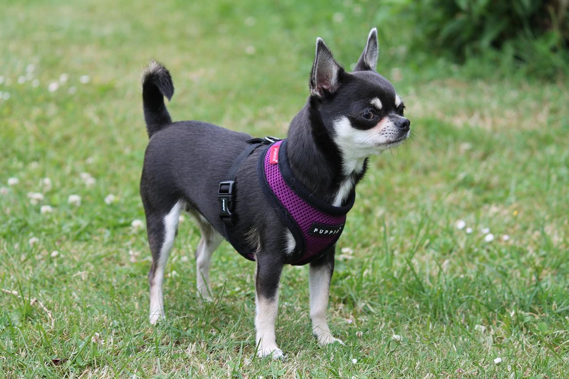 Chihuahua Chihuanas Blueberry Yum Yum - Evee - 19 juni 2013 billede 38