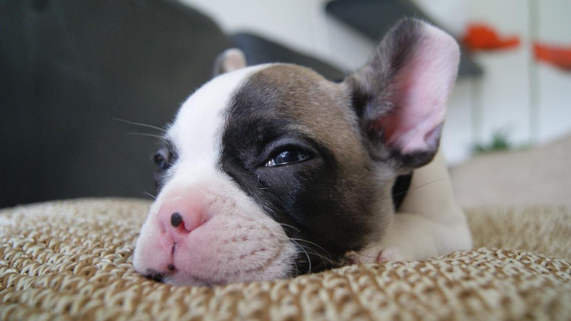 Fransk bulldog Hector billede 3