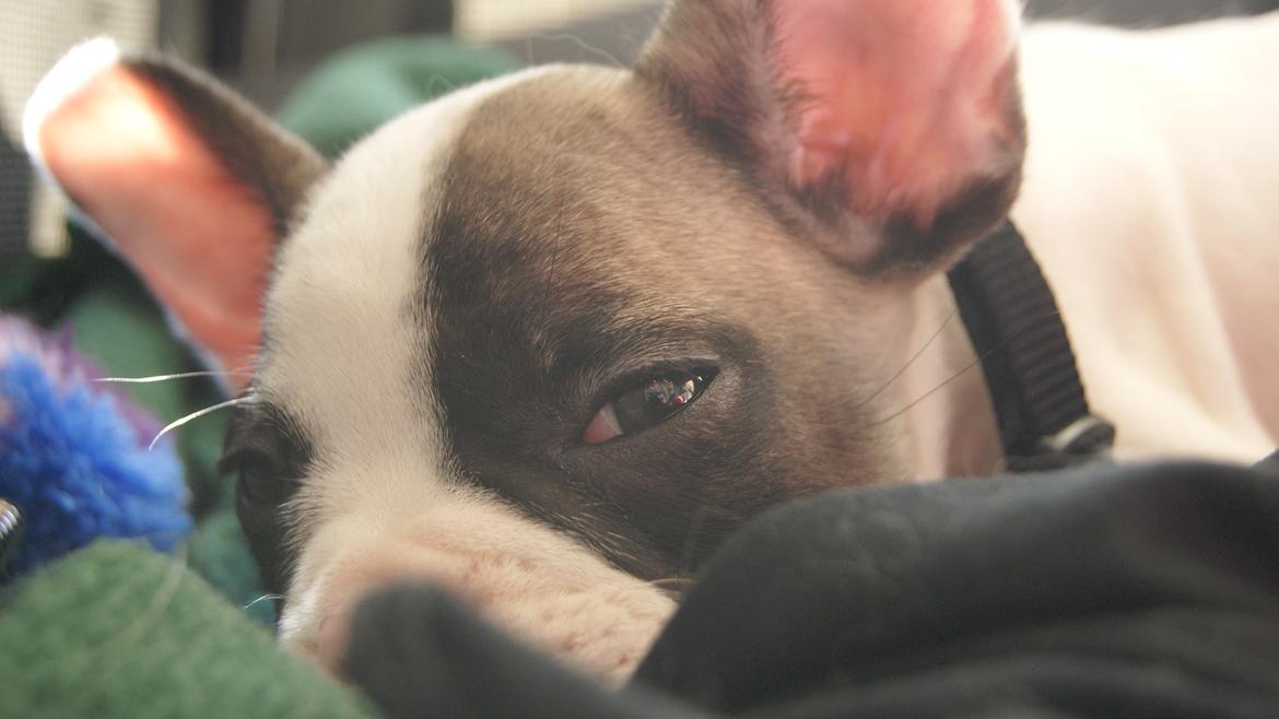 Fransk bulldog Hector billede 4