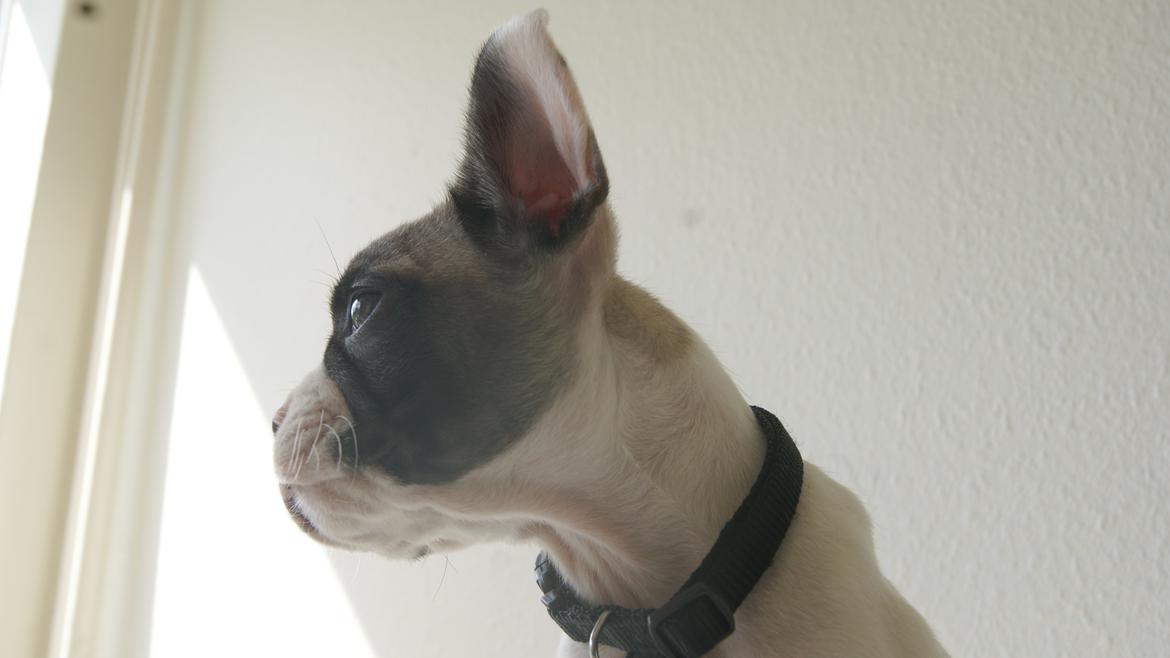 Fransk bulldog Hector billede 5