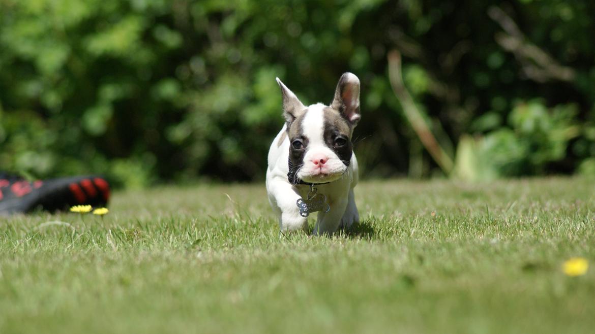 Fransk bulldog Hector billede 6