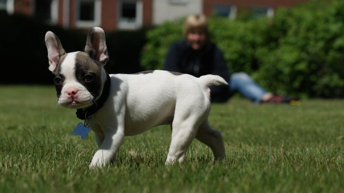 Fransk bulldog Hector billede 7